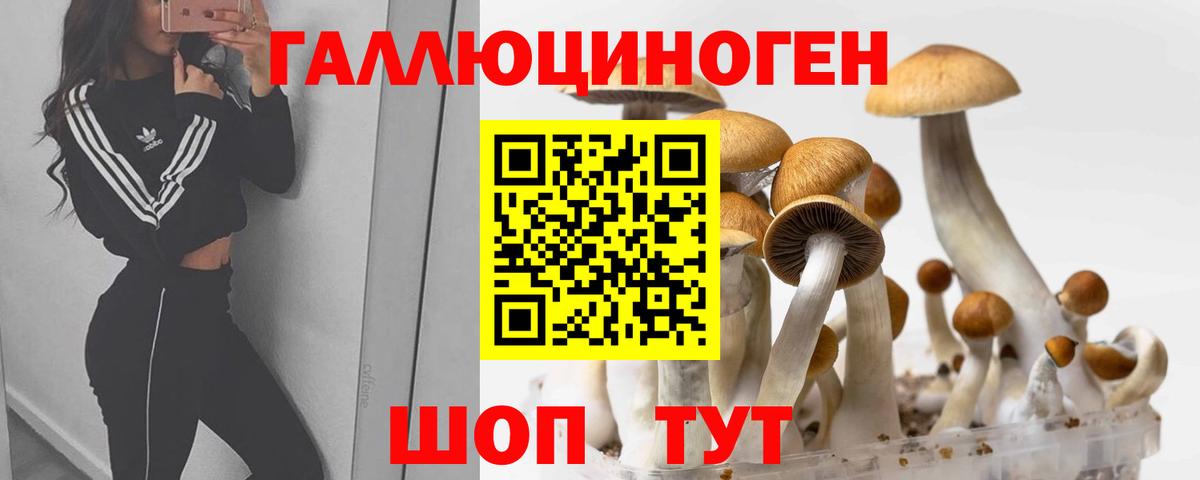Псилоцибиновые грибы Psilocybine cubensis  Вход с VPN  Глазов 